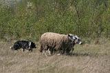 BORDER COLLIE - MOUTONS 077